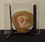 Bidone-conchigli.jpg (7517 byte)